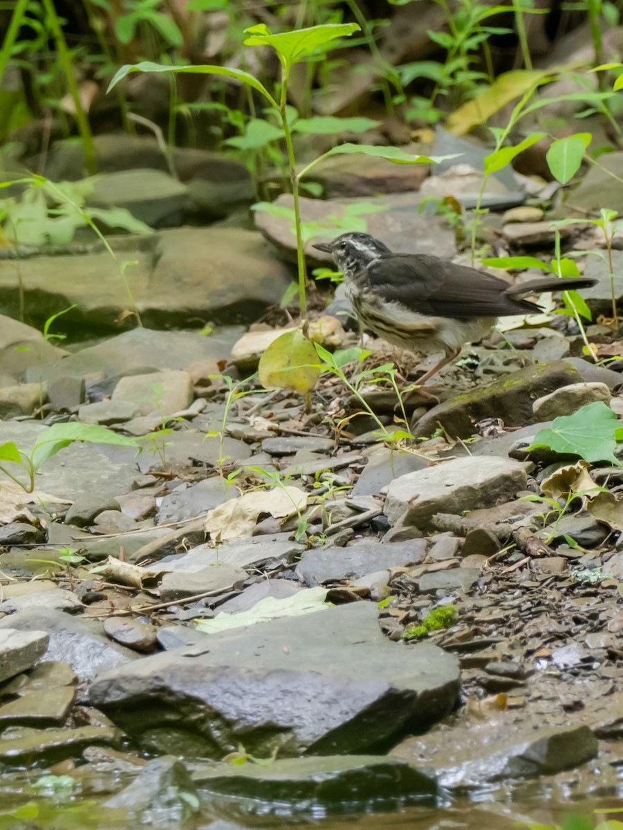 Louisiana Waterthrush - ML620308695