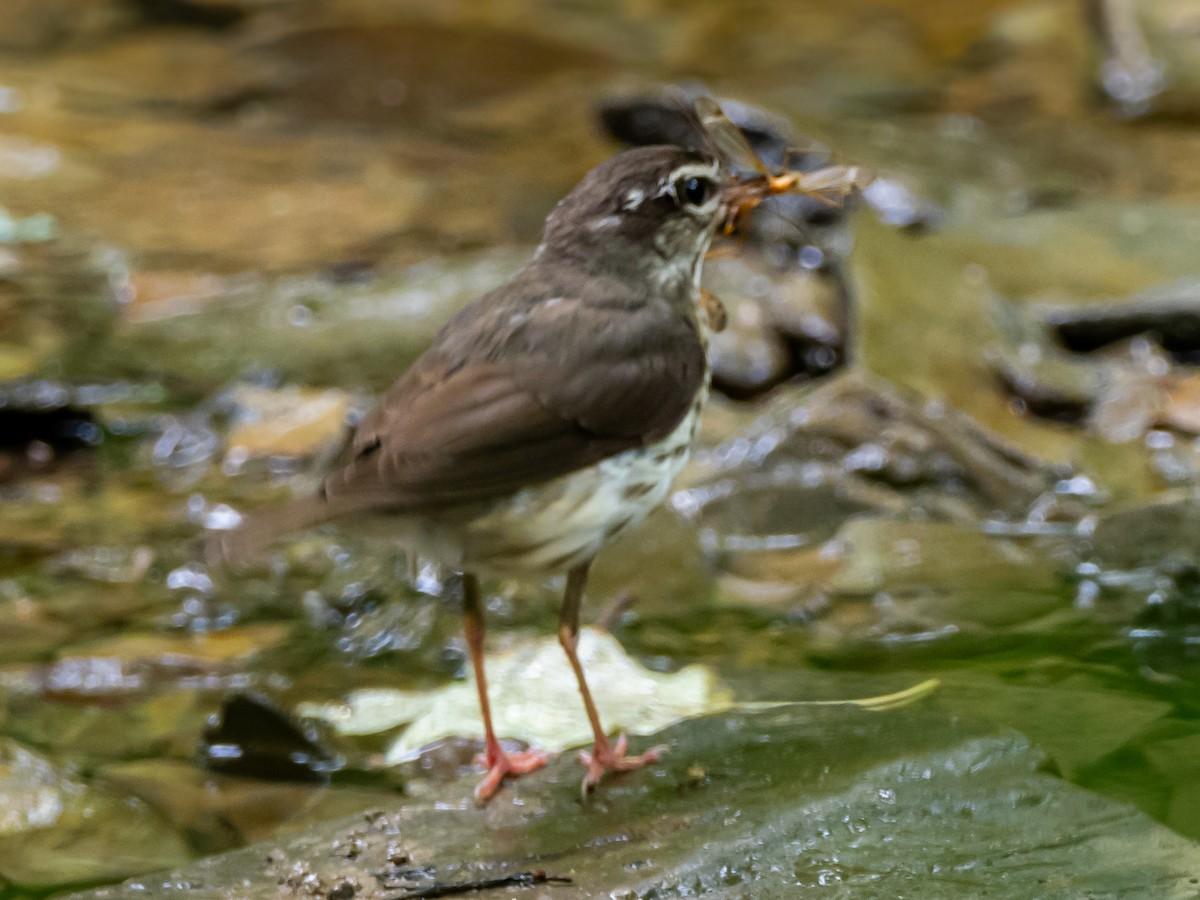 Louisiana Waterthrush - ML620308696