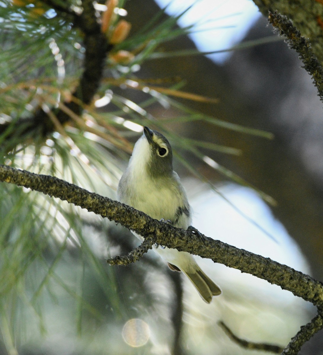 Plumbeous Vireo - ML620308698