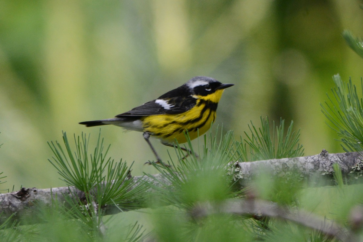 Magnolia Warbler - ML620308699