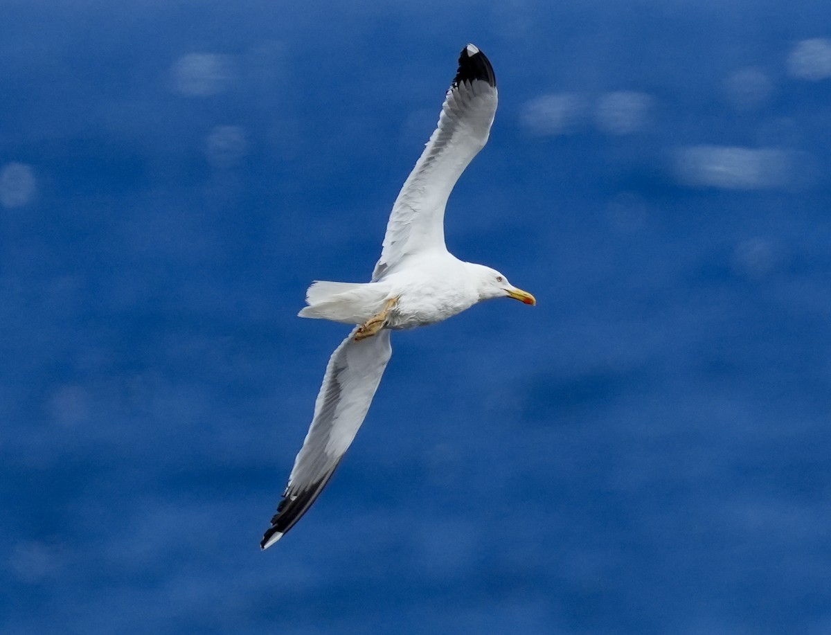 Gaviota Patiamarilla - ML620308702