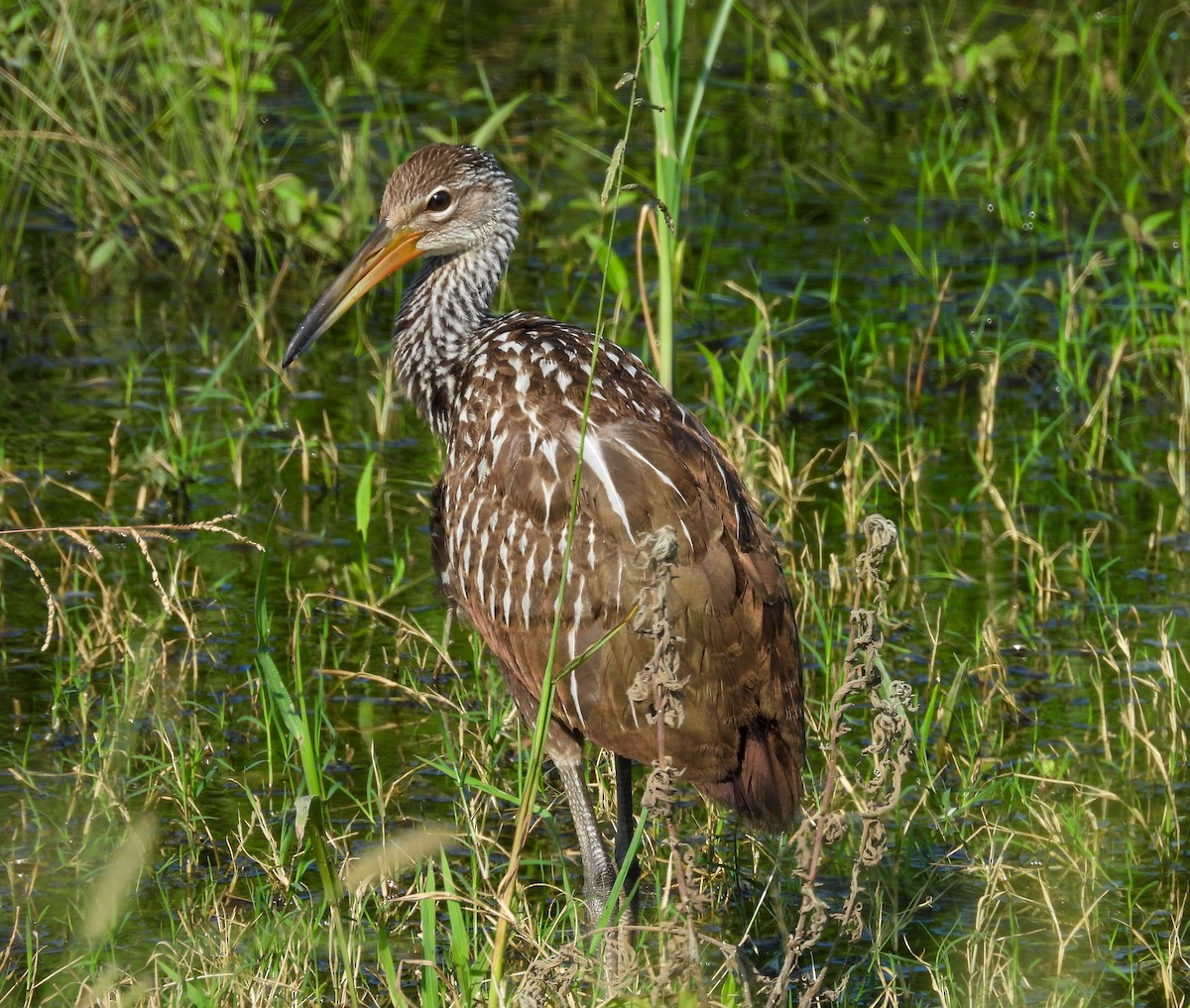 Limpkin - ML620308710