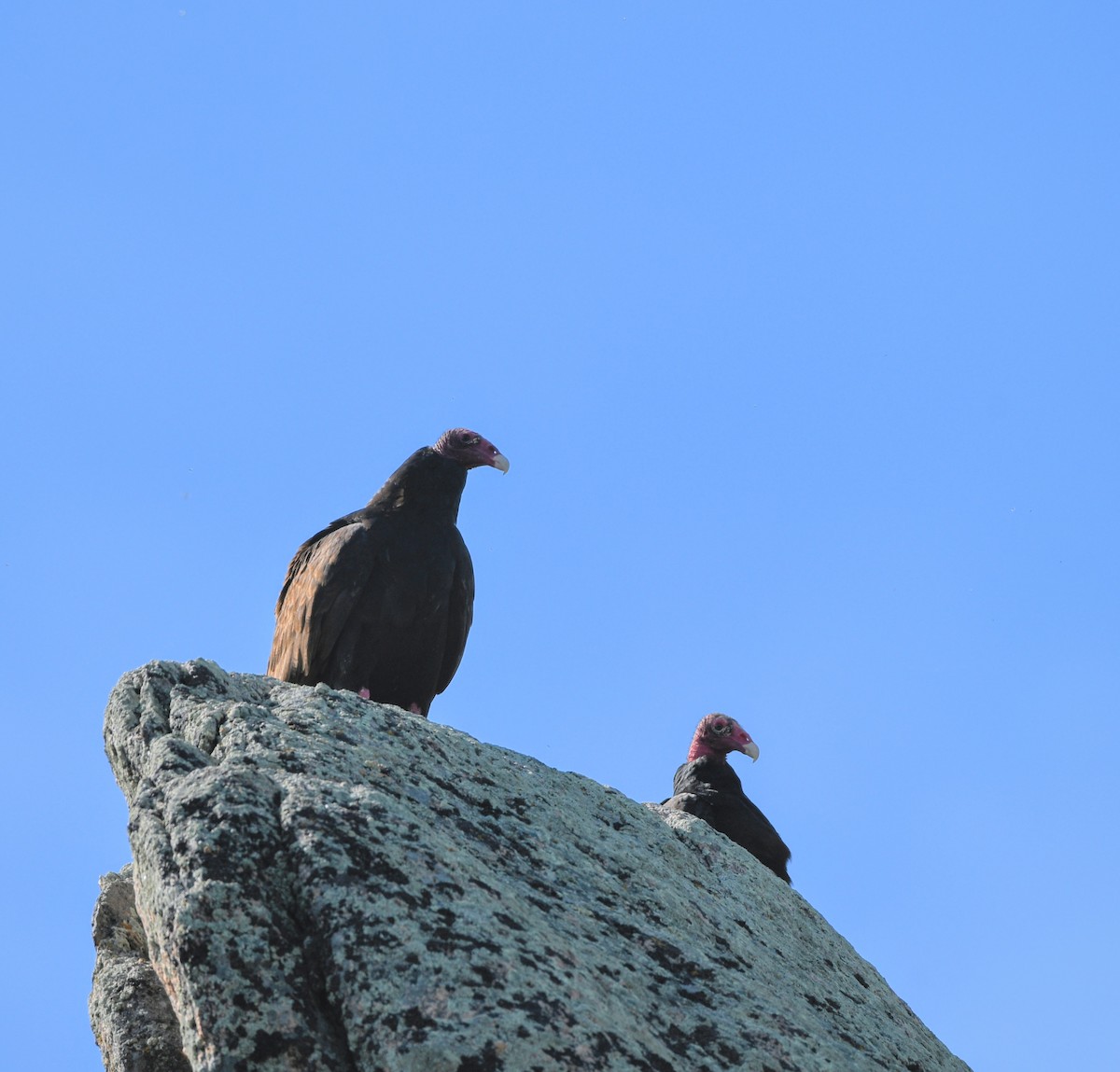 Turkey Vulture - ML620308712