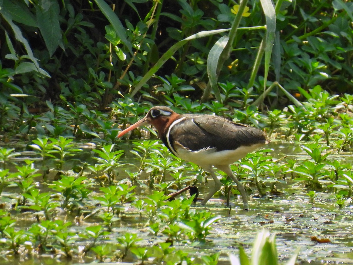 Greater Painted-Snipe - ML620308714