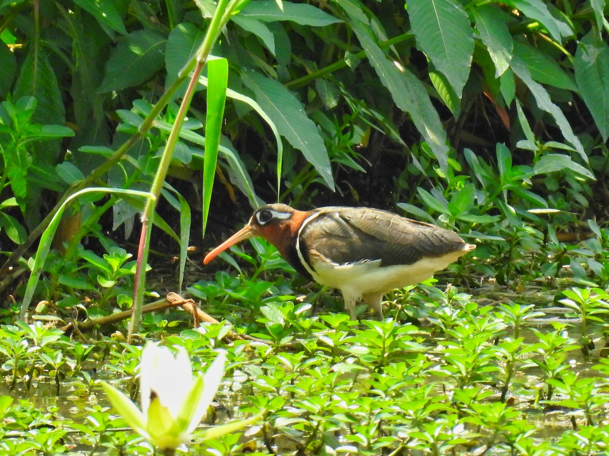 Greater Painted-Snipe - ML620308715