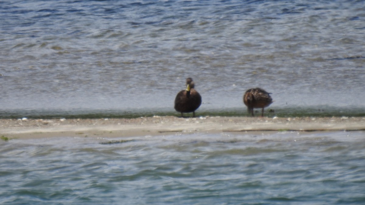 American Black Duck - ML620308718