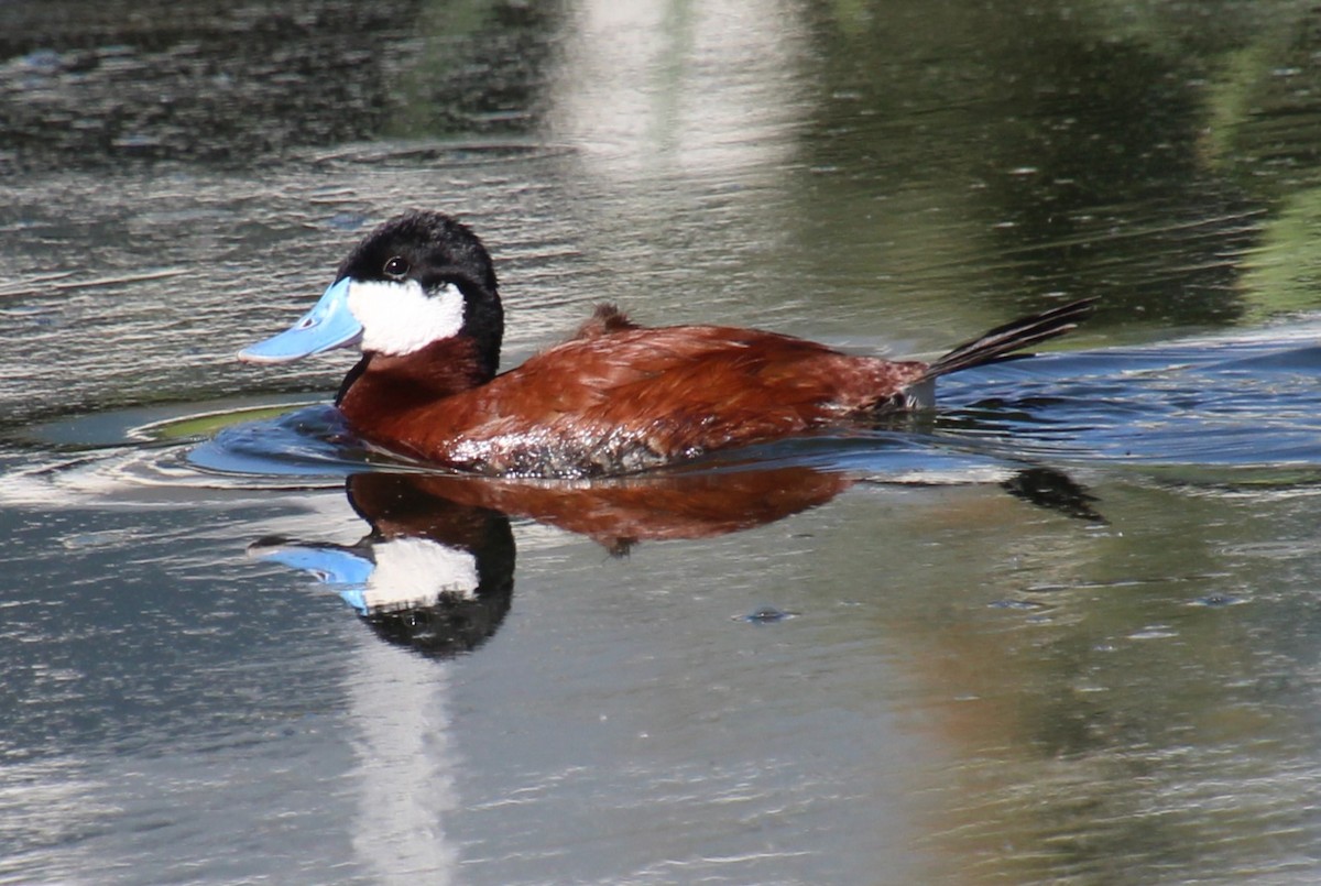 Ruddy Duck - ML620308723