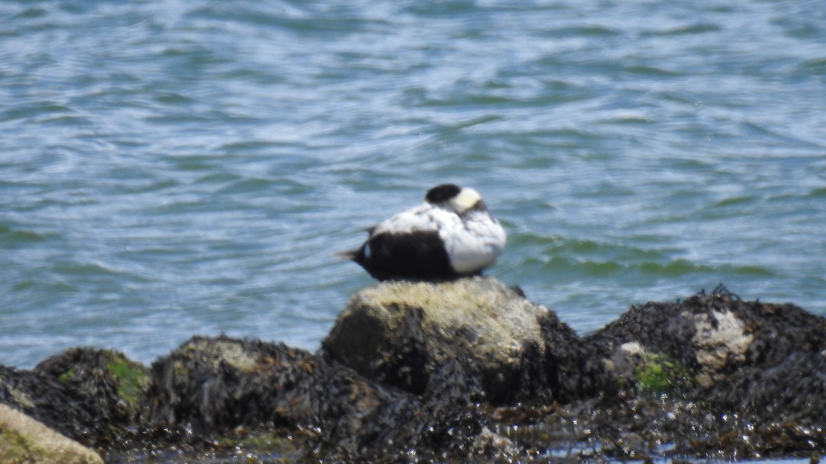 Common Eider - ML620308724