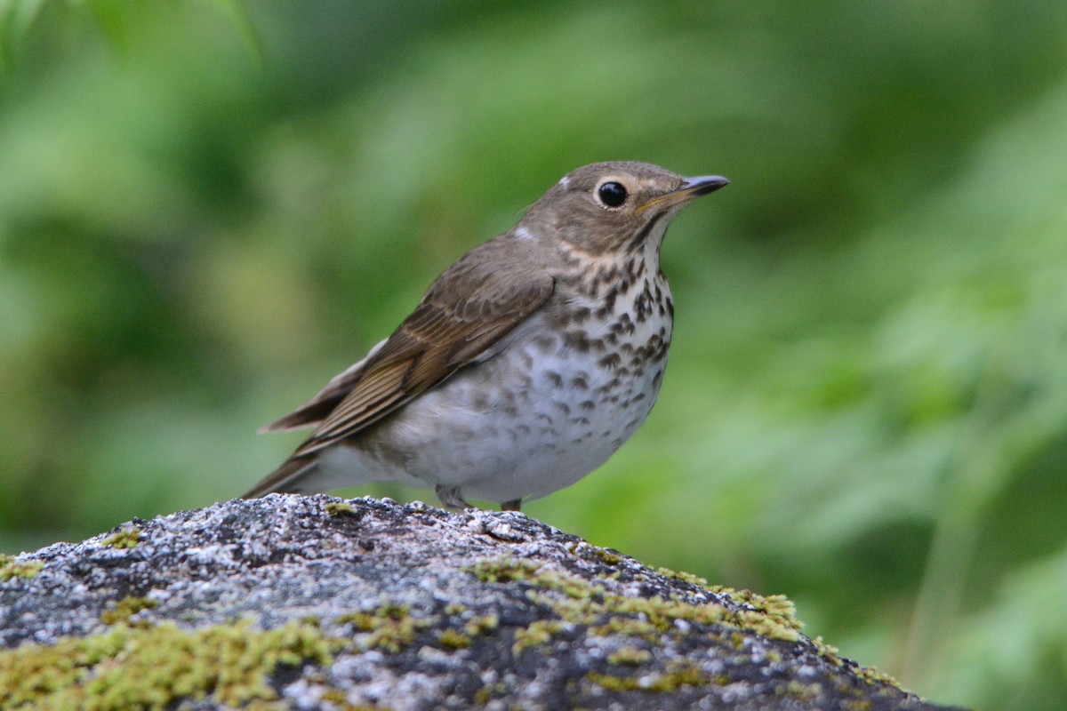 Swainson's Thrush - ML620308725