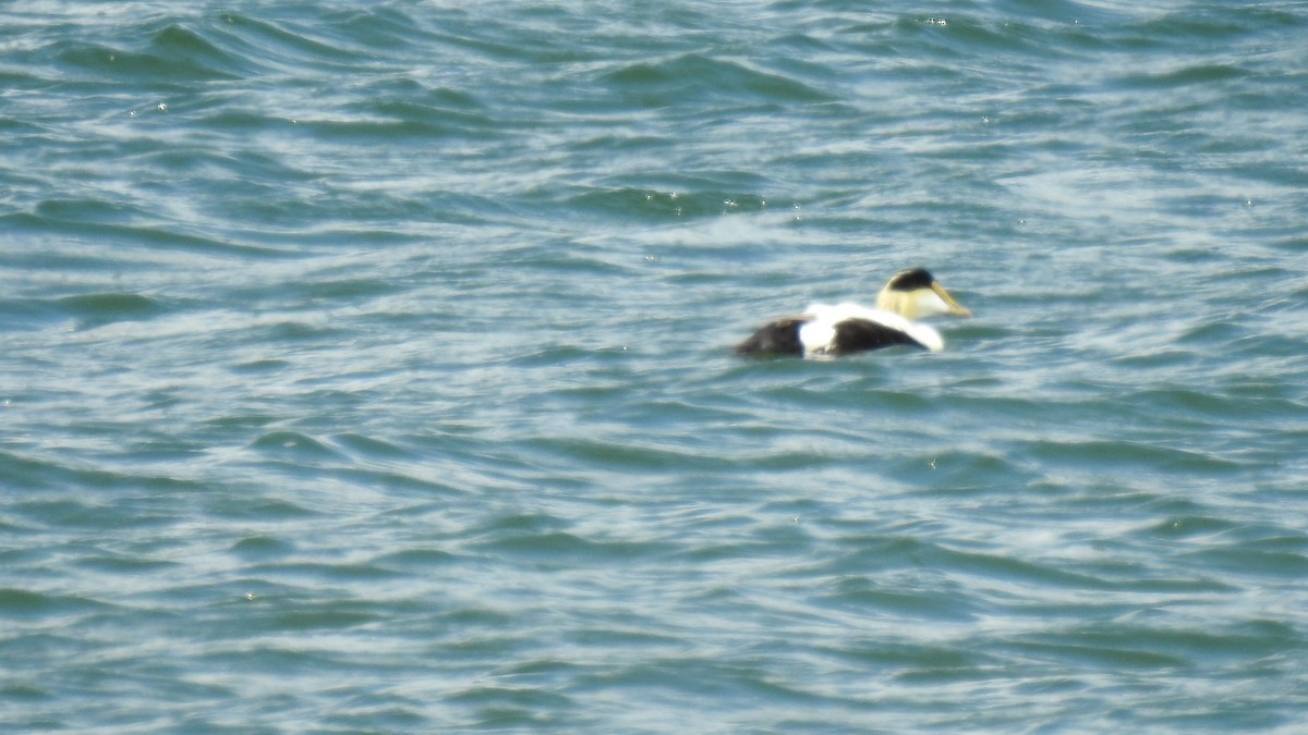 Common Eider - ML620308727