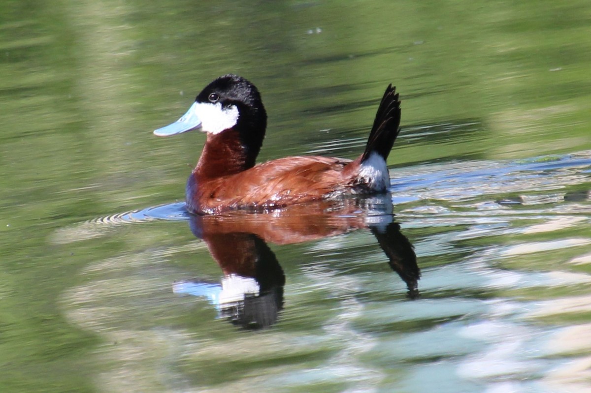 Ruddy Duck - Elaine Cassidy