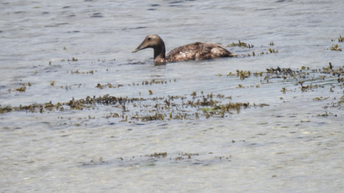 Common Eider - ML620308731