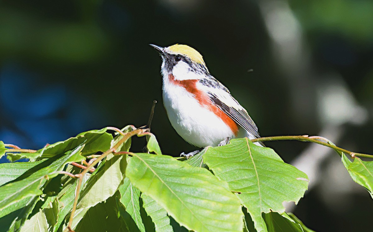 Chestnut-sided Warbler - ML620308736