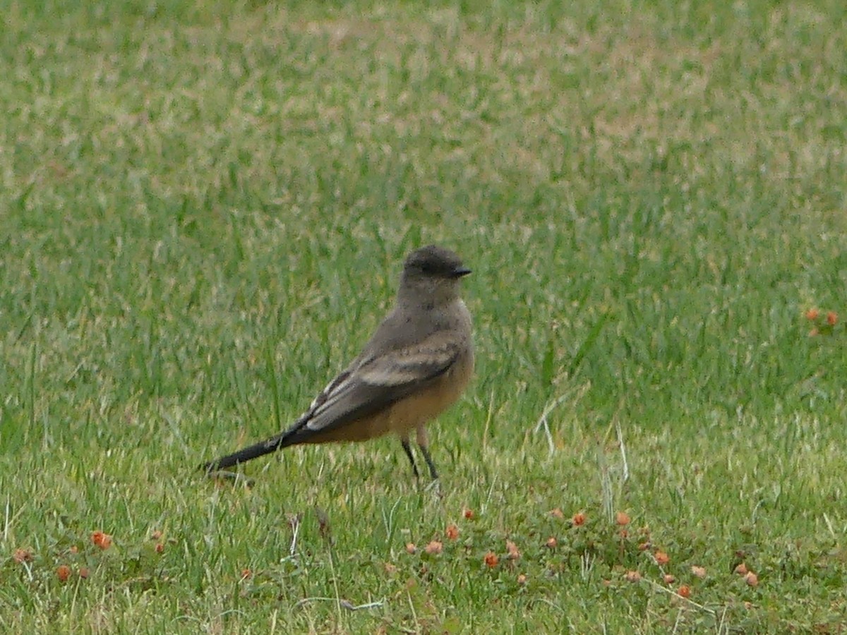 Say's Phoebe - ML620308740