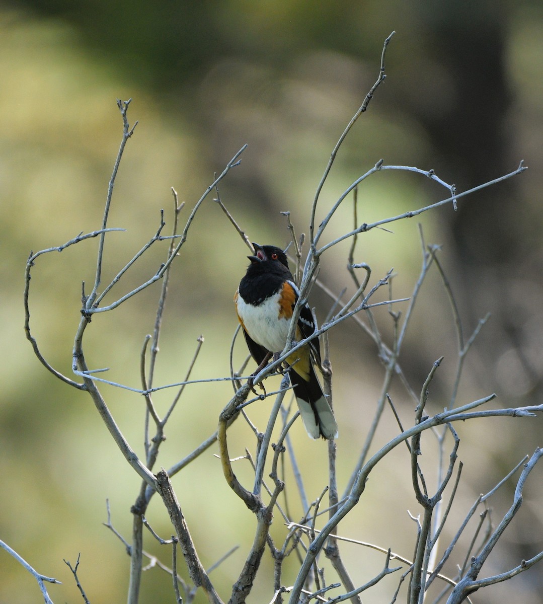 Spotted Towhee - ML620308742