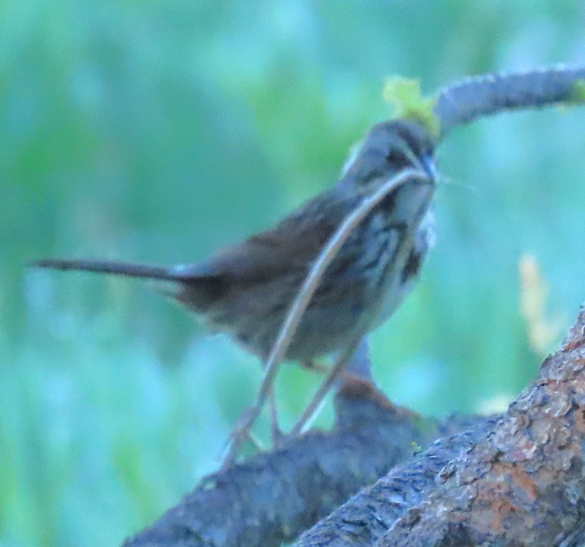 Song Sparrow - ML620308743