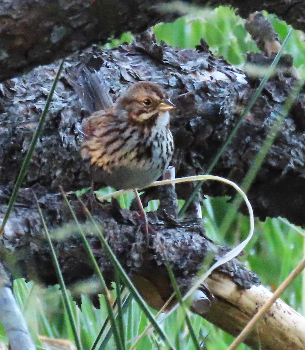 Song Sparrow - ML620308744