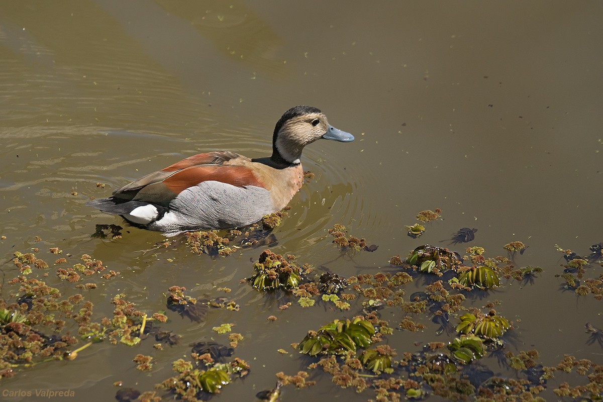 Ringed Teal - Carlos Valpreda