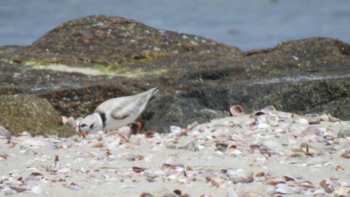 Piping Plover - ML620308749