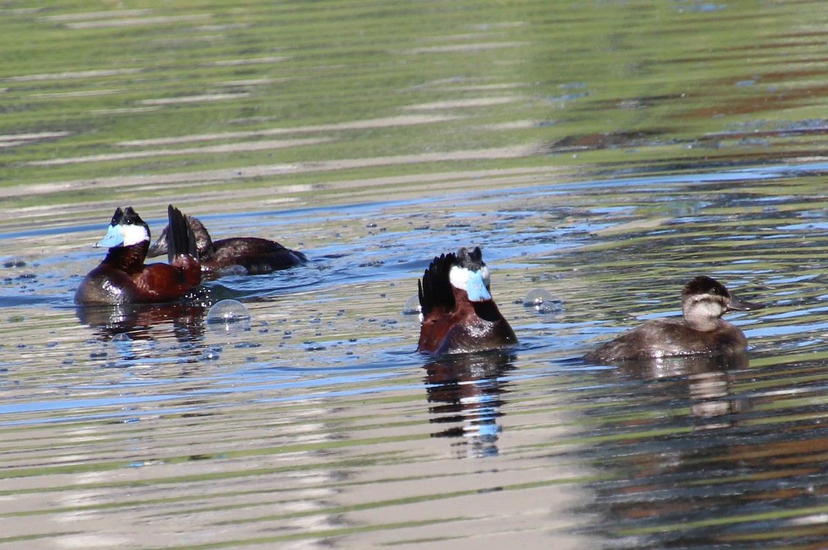 Ruddy Duck - ML620308750