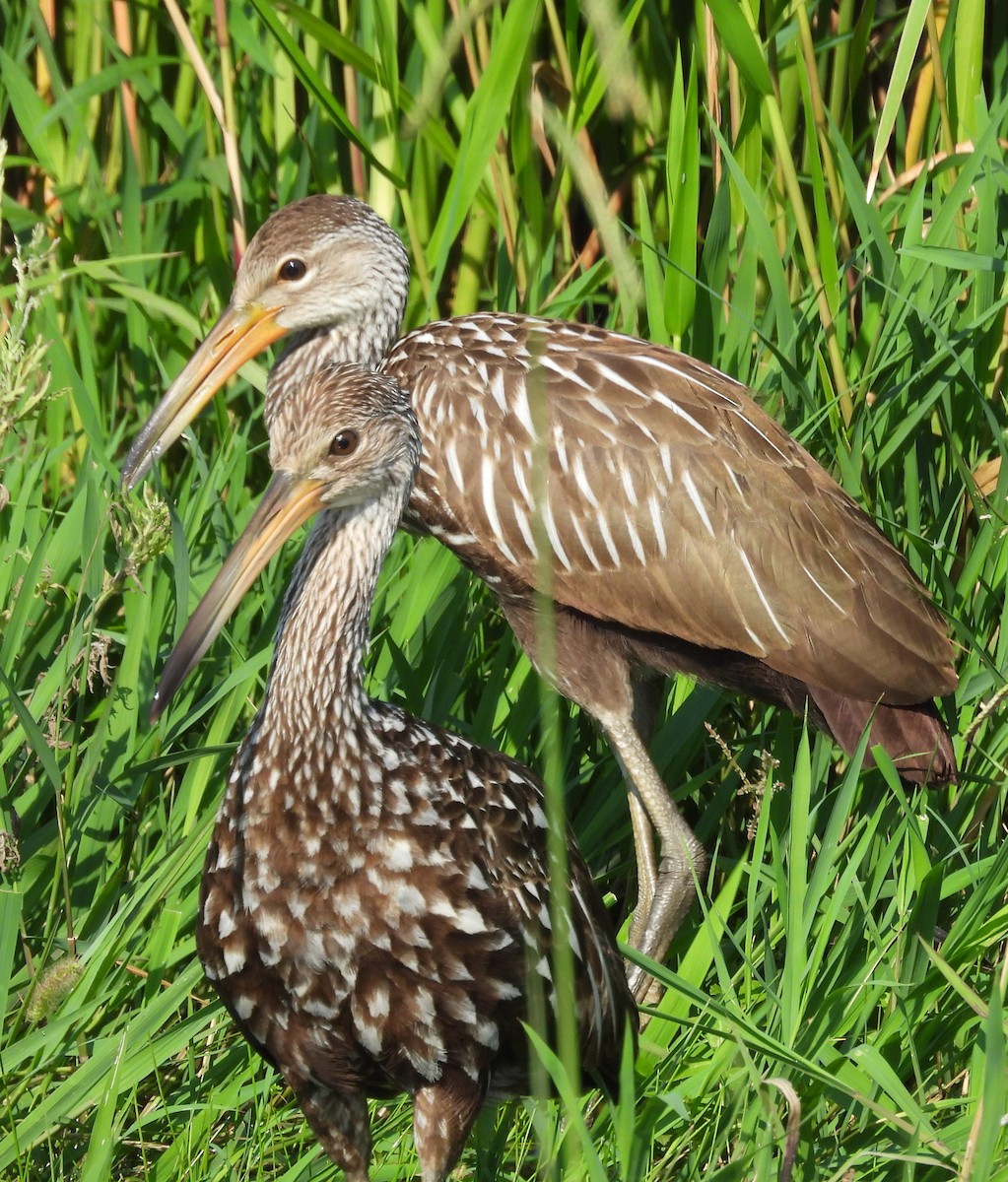 Limpkin - ML620308752