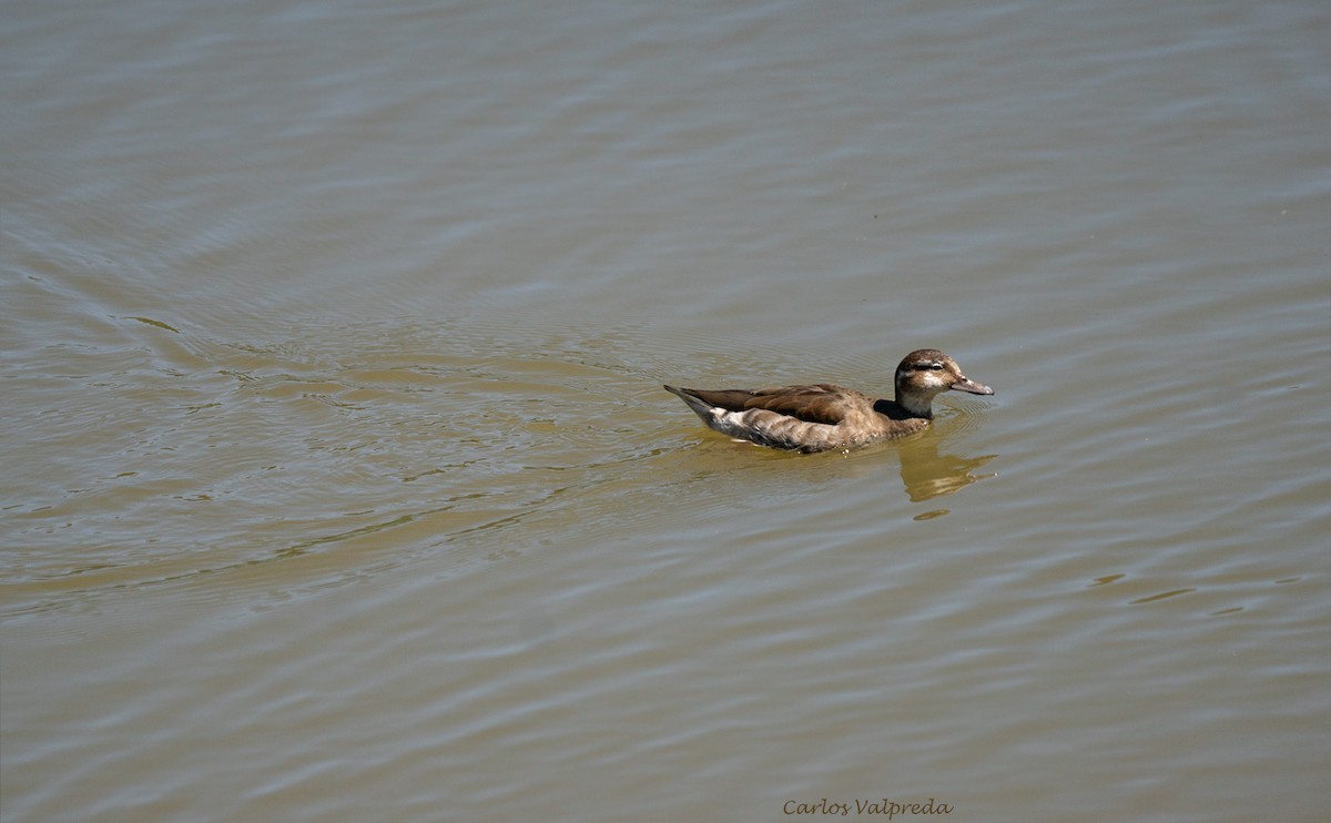 Pato Acollarado - ML620308753