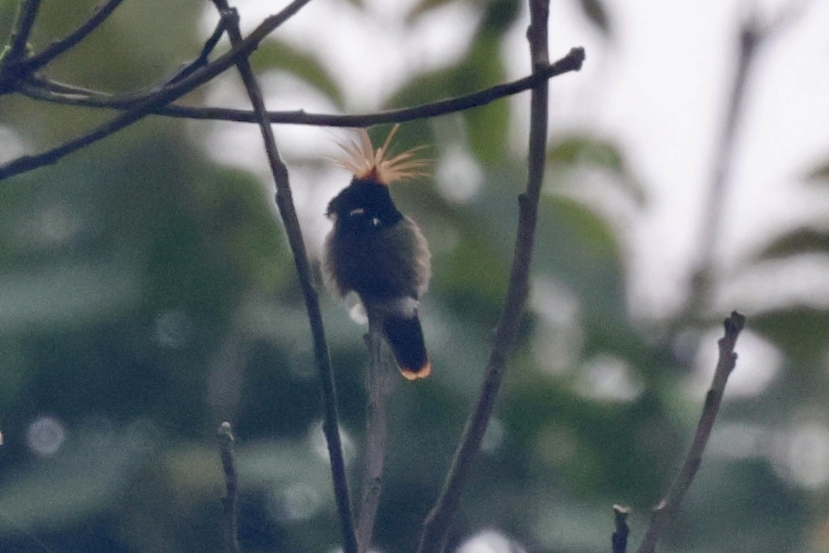 Rufous-crested Coquette - ML620308756