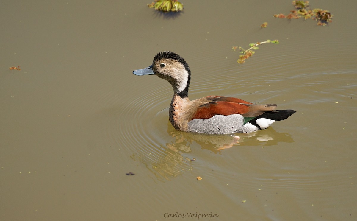 Ringed Teal - ML620308759