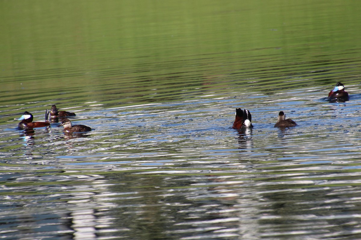 Ruddy Duck - ML620308761