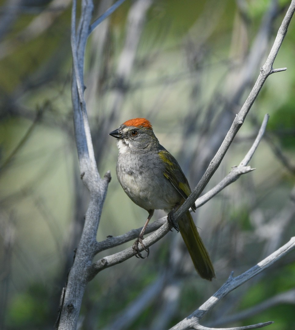 Green-tailed Towhee - ML620308762