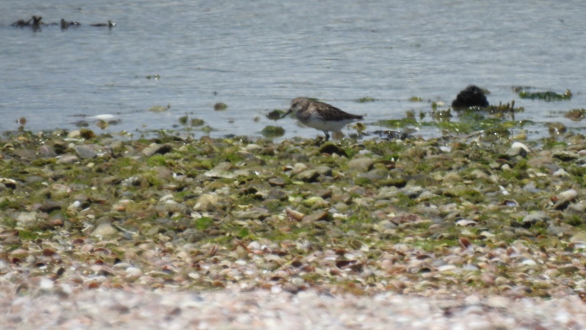 Semipalmated Sandpiper - ML620308763