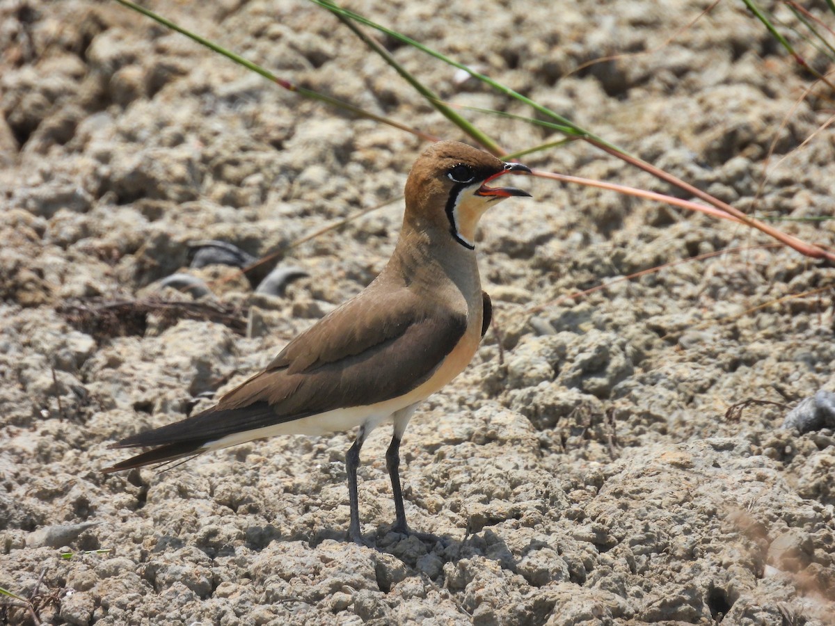 Oriental Pratincole - ML620308765