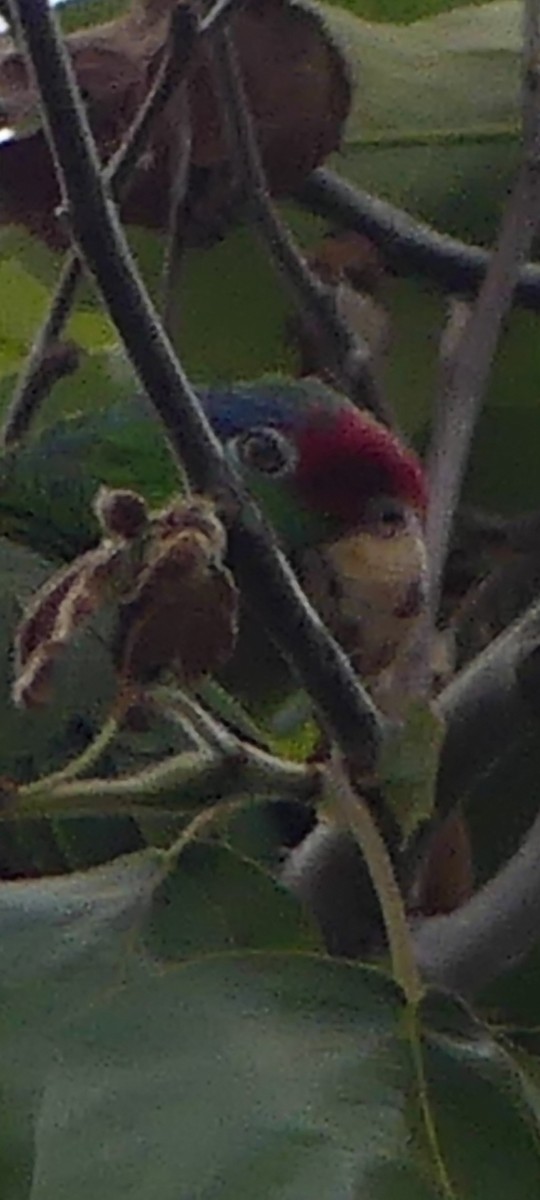 Red-crowned Amazon - ML620308766