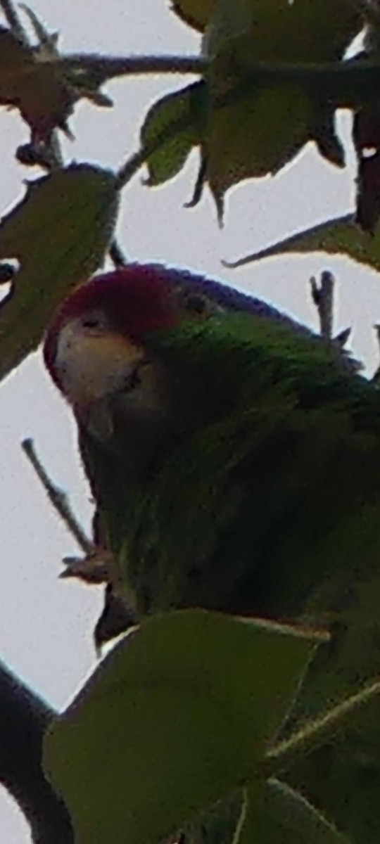 Red-crowned Parrot - ML620308767