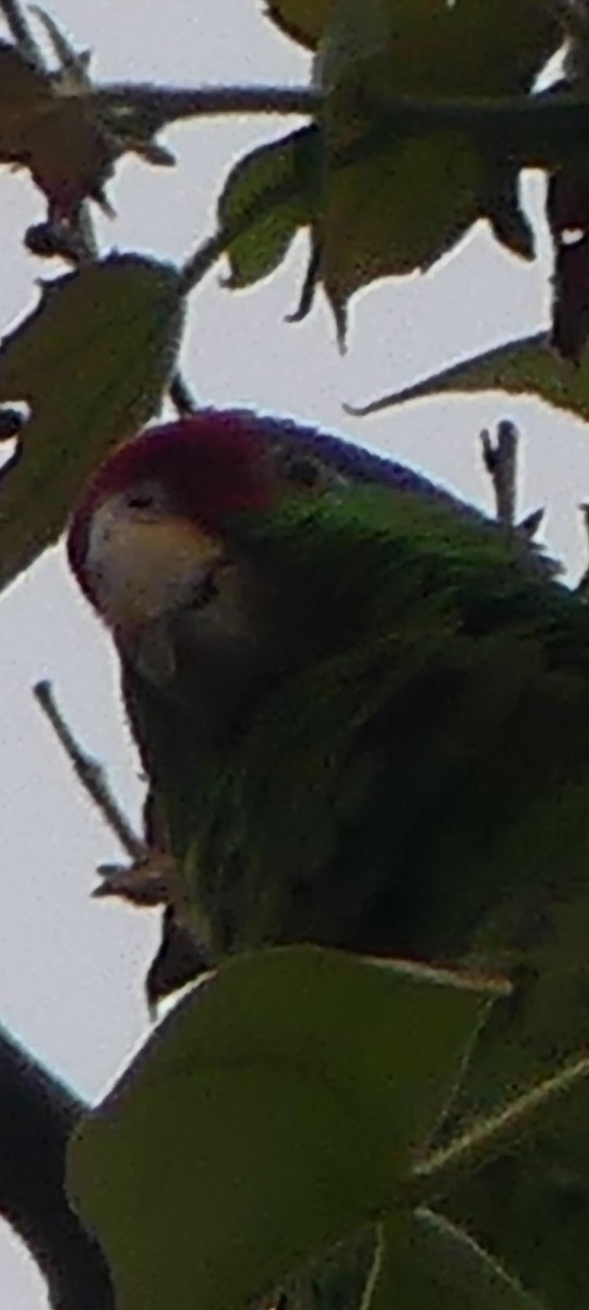 Red-crowned Amazon - ML620308767
