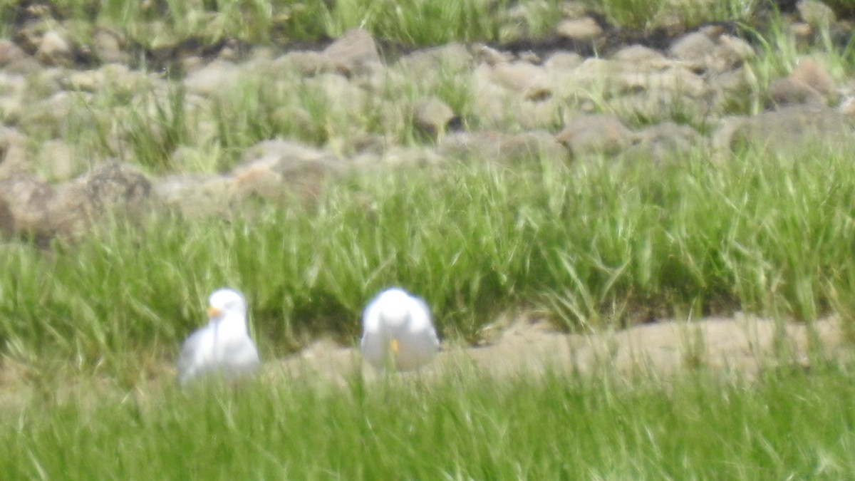 Goéland argenté - ML620308770