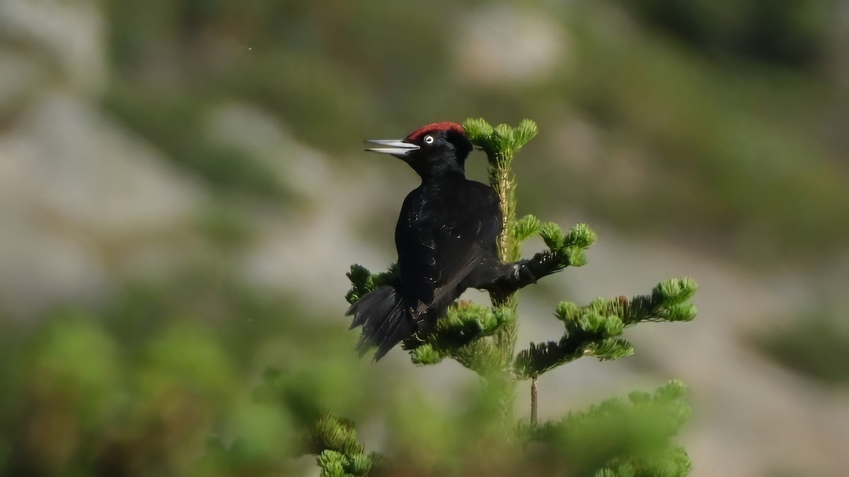 Black Woodpecker - ML620308778