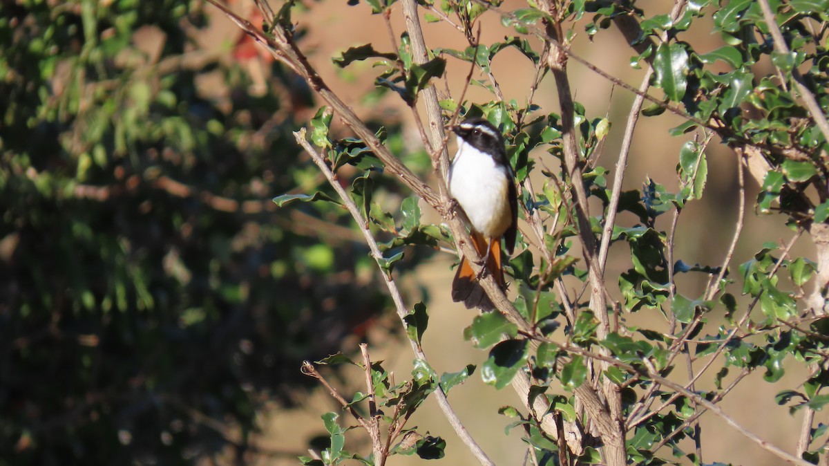 White-throated Robin-Chat - ML620308784