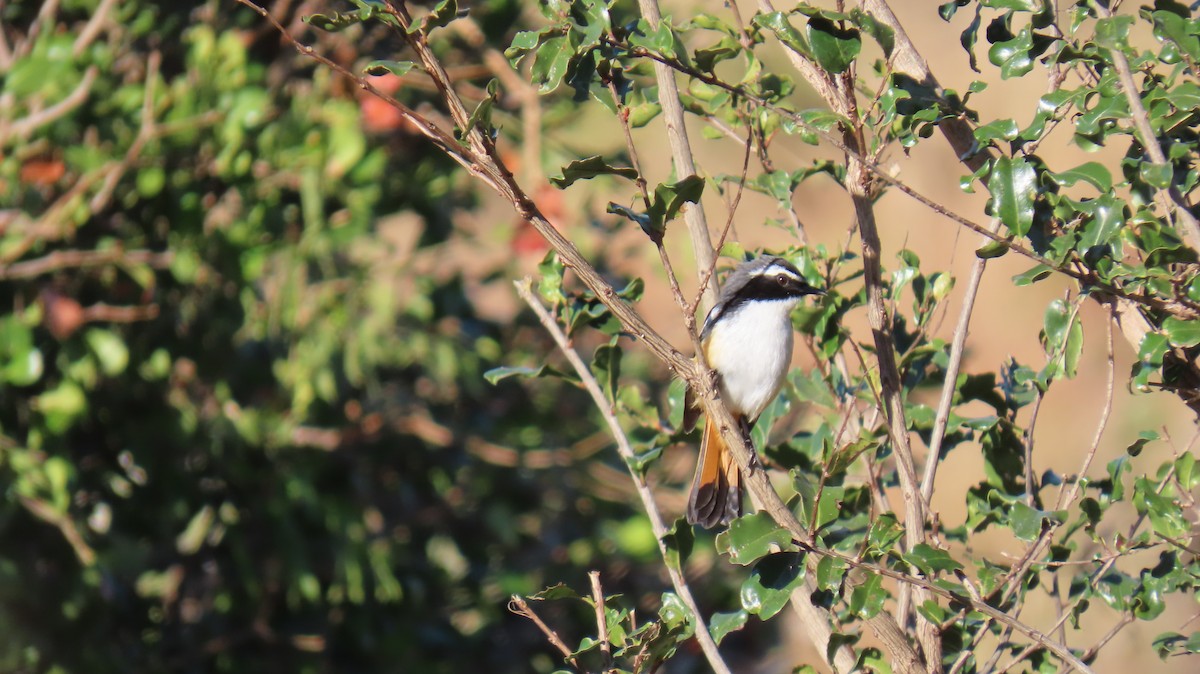 White-throated Robin-Chat - ML620308789