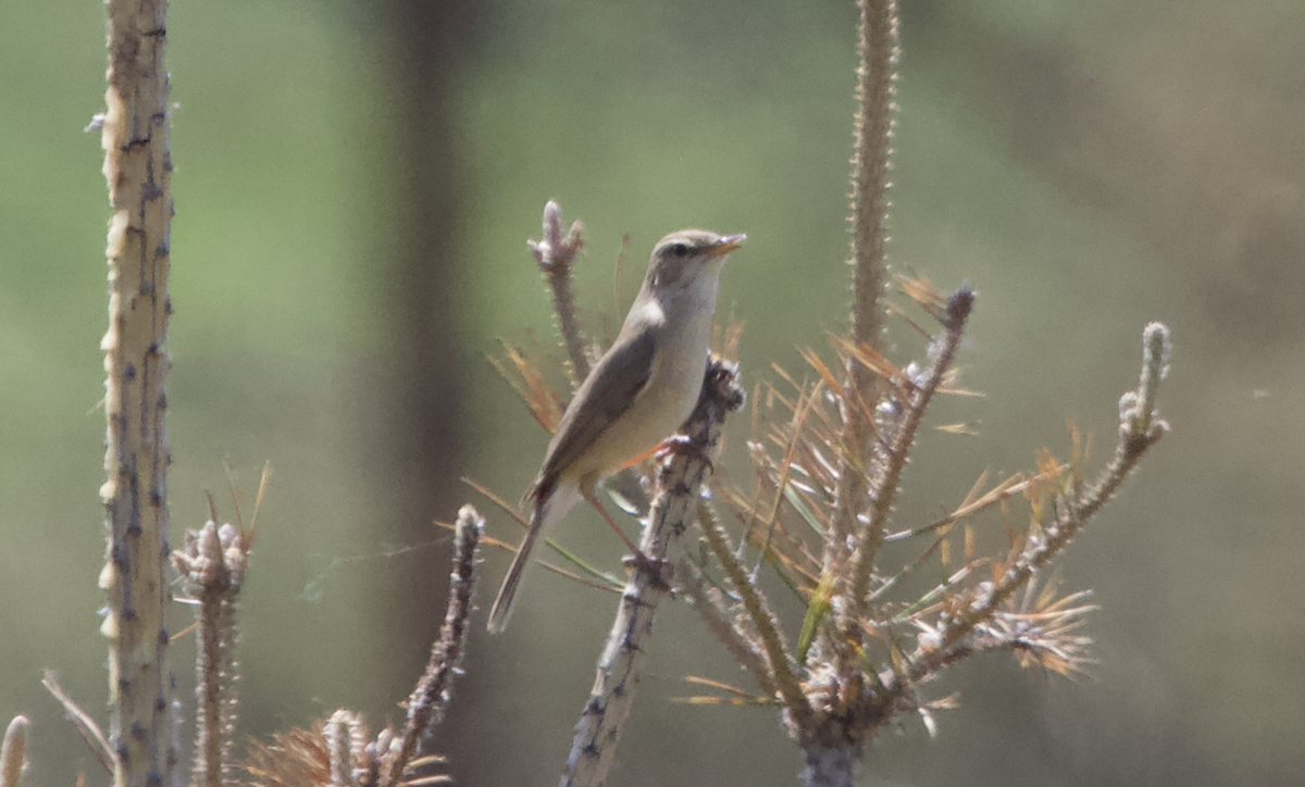 Booted Warbler - ML620308790