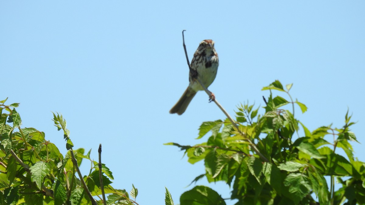 Song Sparrow - ML620308793