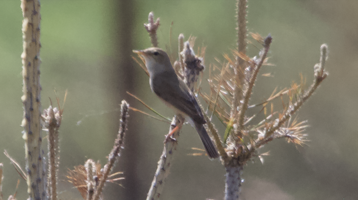 Booted Warbler - ML620308794