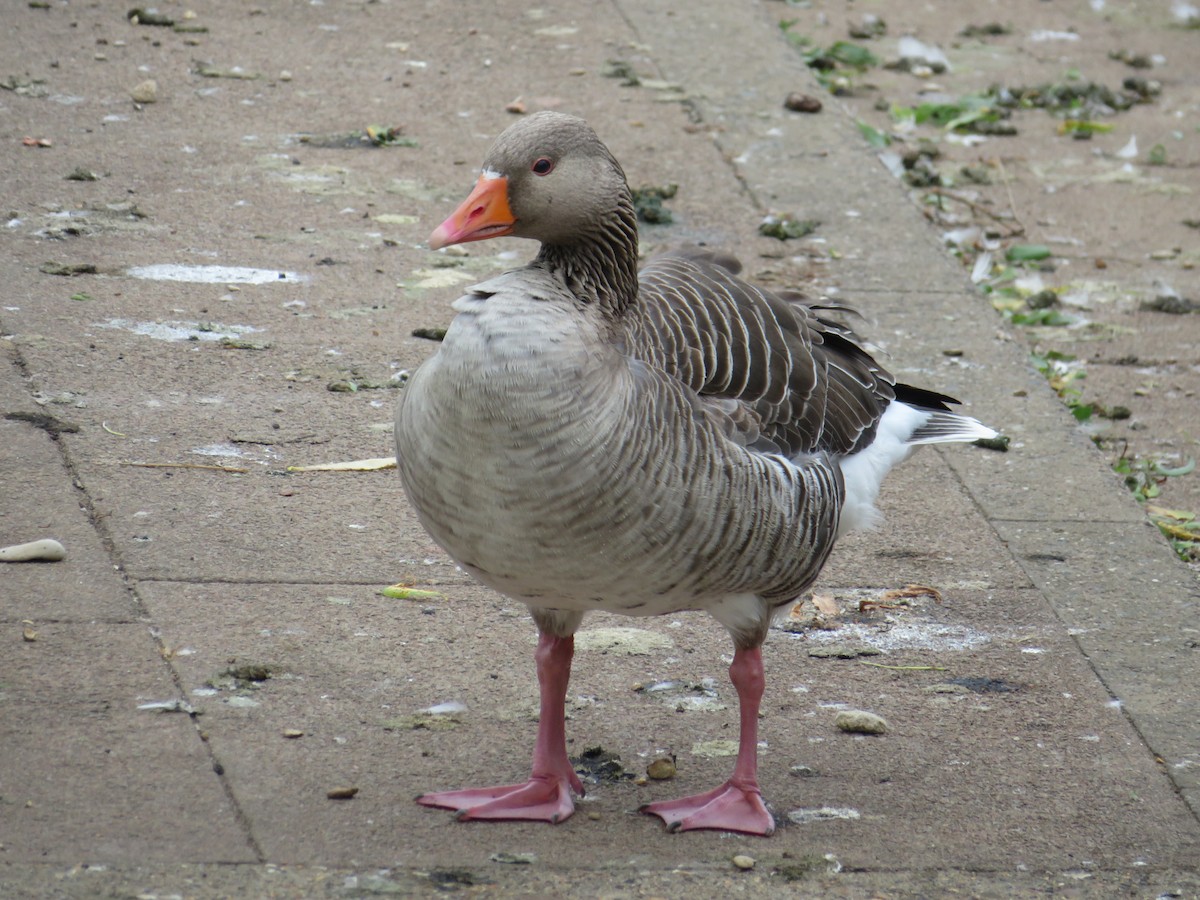 Graylag Goose - ML620308795