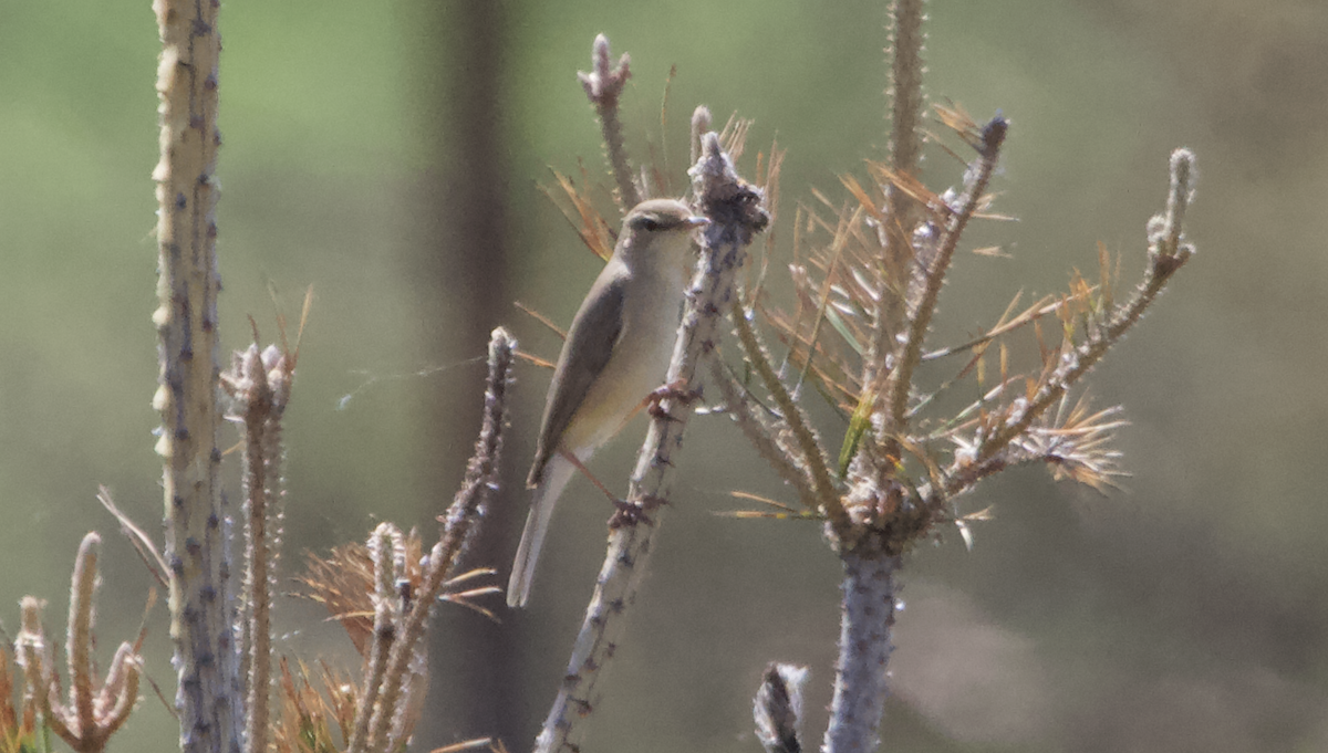 Booted Warbler - ML620308796