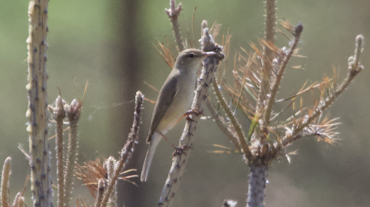 Booted Warbler - ML620308800