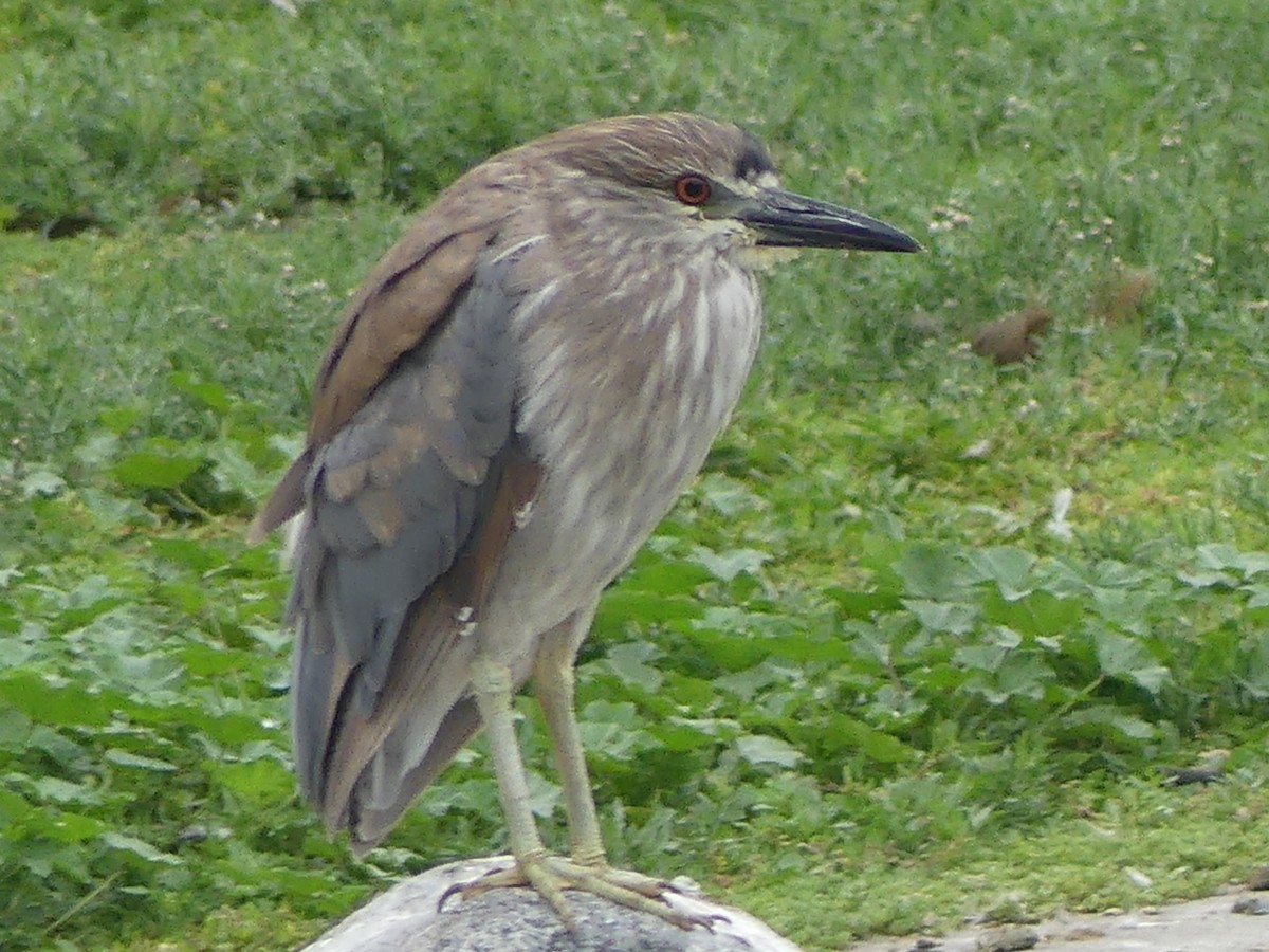 Black-crowned Night Heron - ML620308801