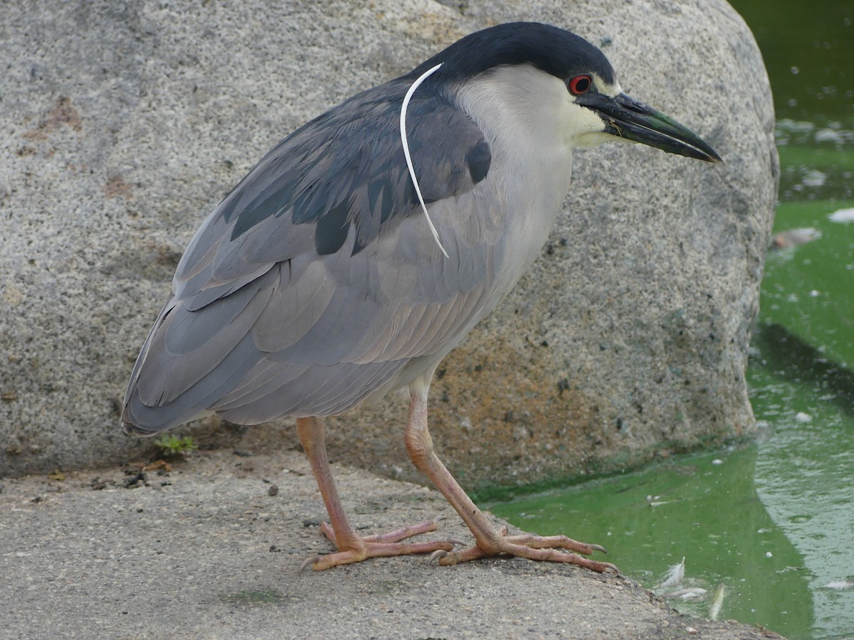 Black-crowned Night Heron - ML620308802