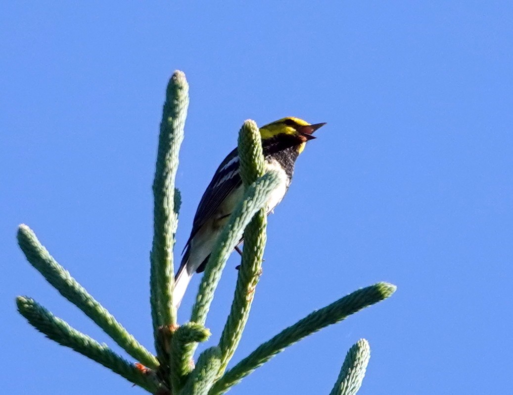 Black-throated Green Warbler - ML620308803