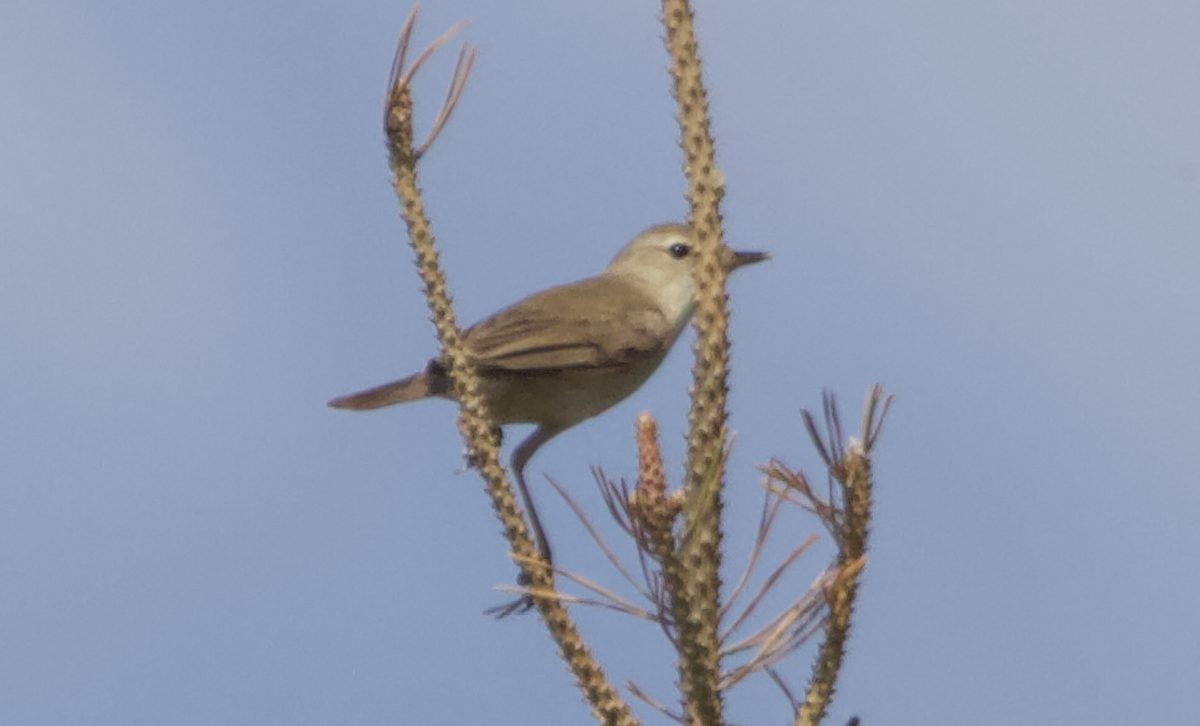 Booted Warbler - ML620308804