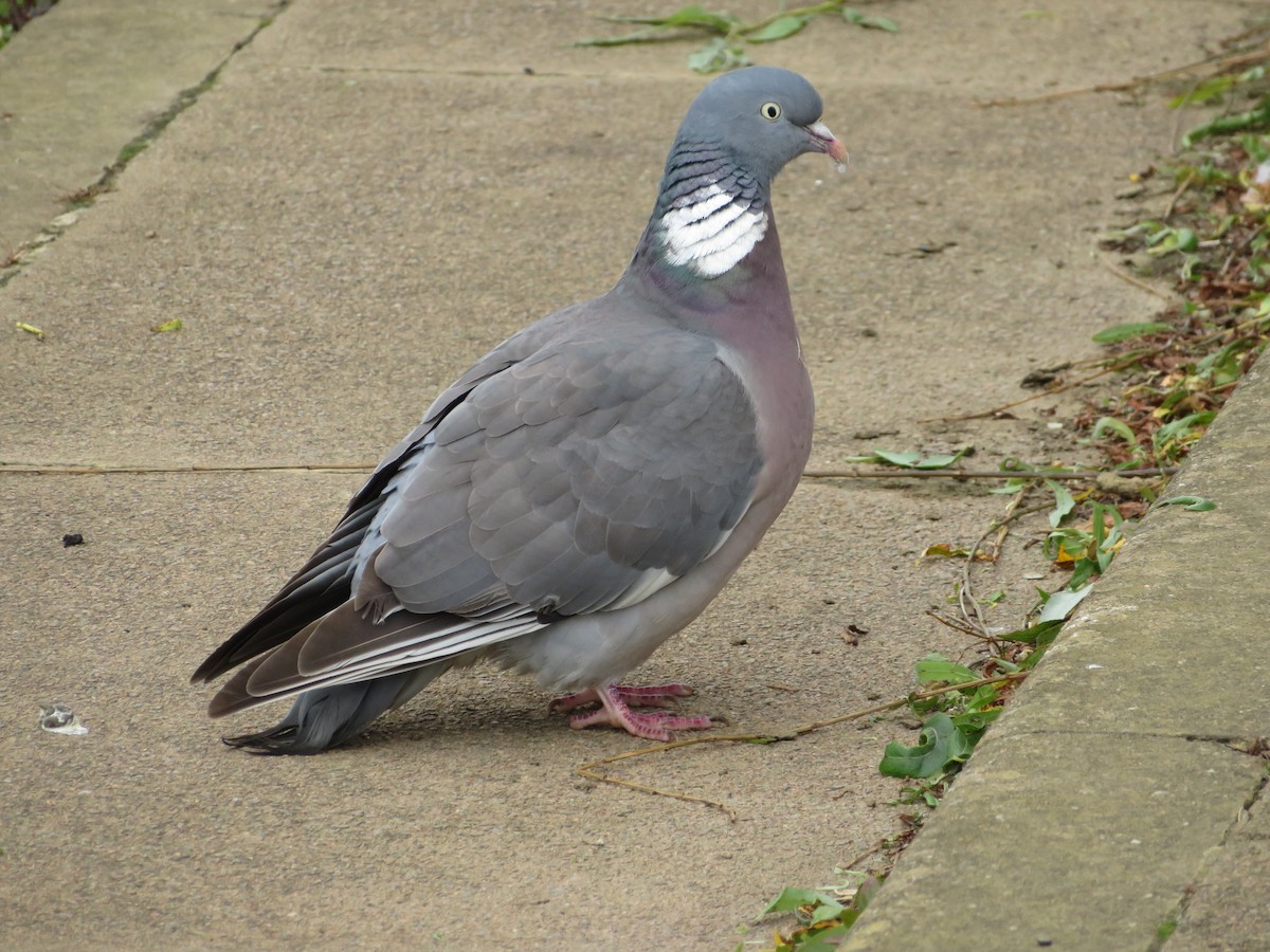 Common Wood-Pigeon - ML620308805